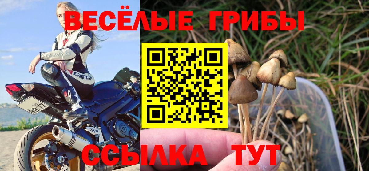 Александров  Псилоцибиновые грибы Psilocybine cubensis  Вход с VPN  Псилоцибиновые грибы GOLDEN TEACHER 
